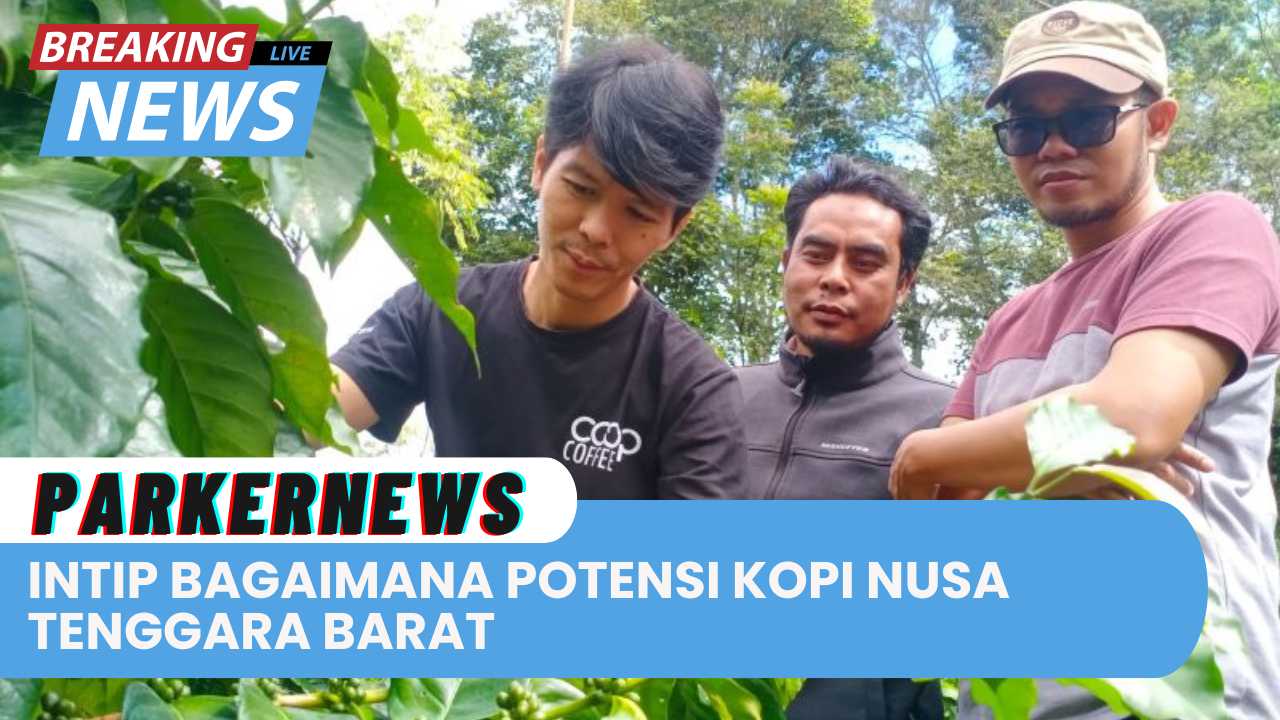 Intip Bagaimana Potensi Kopi Nusa Tenggara Barat